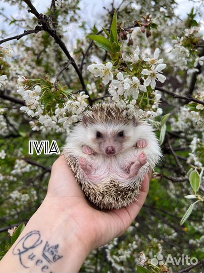 Африканский ежик