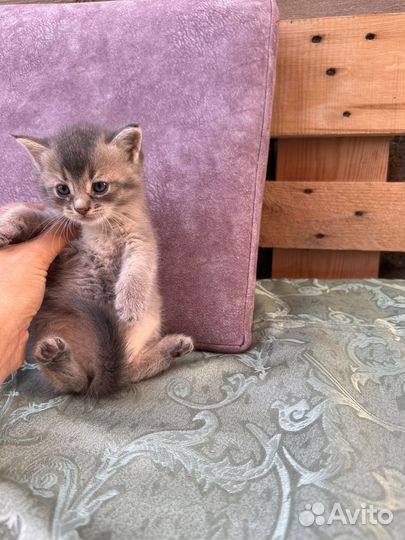 Шотландские котята