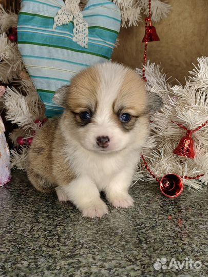 Расписные детки вельш корги натуральный бобтейл