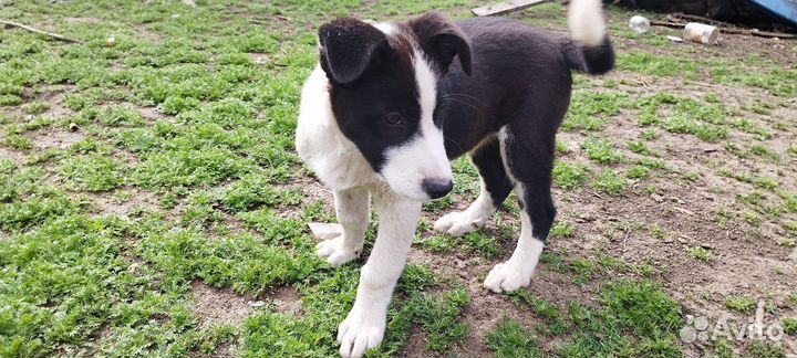 Собака в добрые руки отдам бесплатно