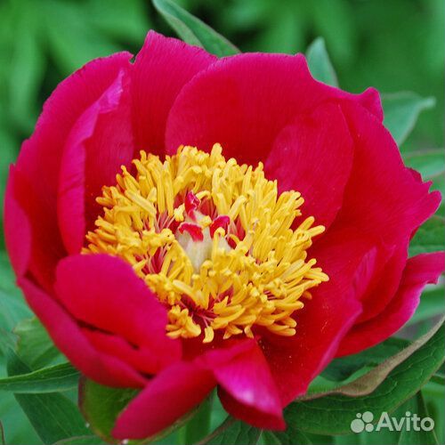 Карликовые пионы