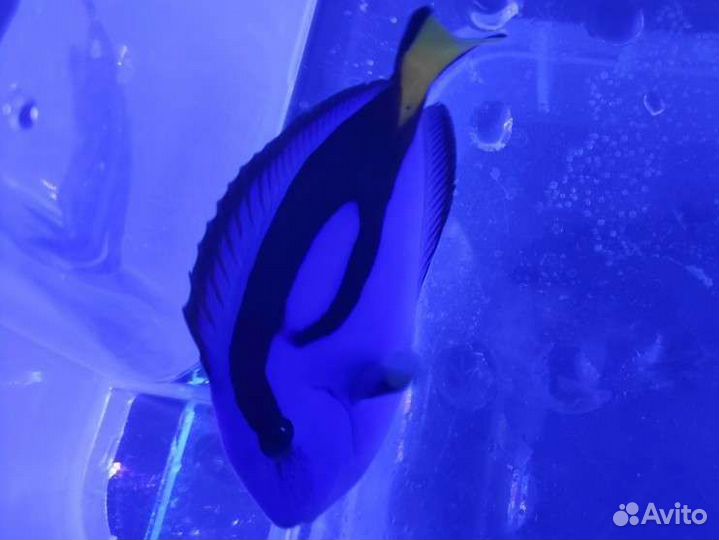 Морские рыбы, беспозвоночные