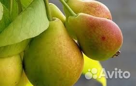 Саженцы груши зимостойких сортов