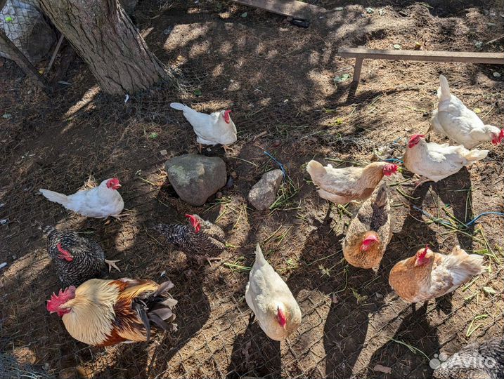 Куры несушки