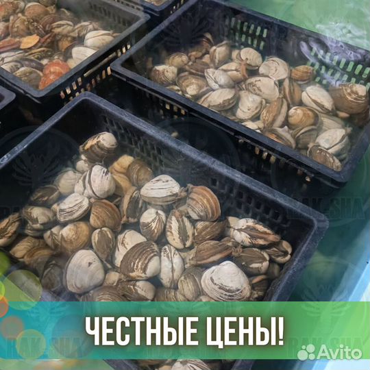 Спизула живые моллюски морепродукты