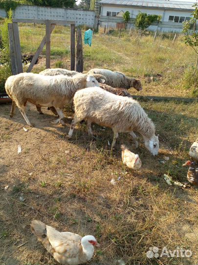 Овцы на мясо на развод