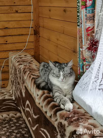Кошки в добрые руки бесплатно