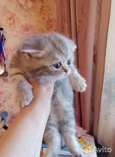 Шотландская вислоухая