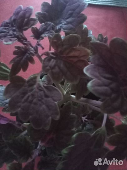 Колеусы вегетативные