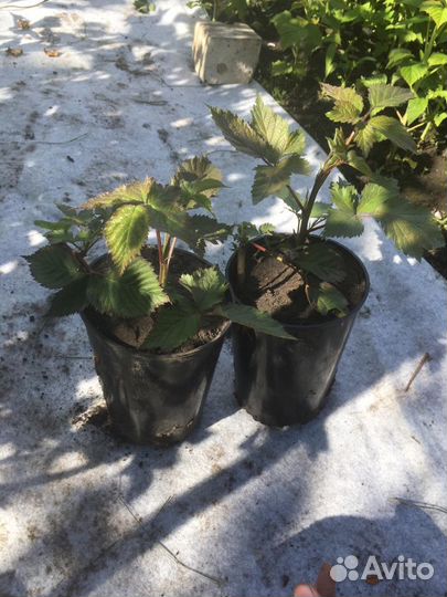 Ежевика Малина Ежемалина Тибетская Жимолость Вишня