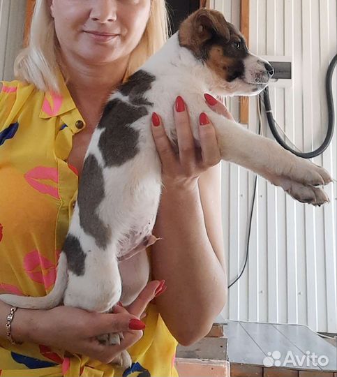 Щенки бесплатно
