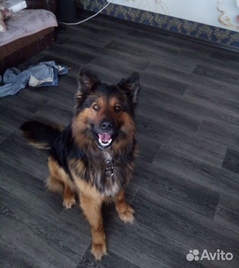 Вязка Немецкая овчарка