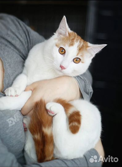 Котик в добрые руки