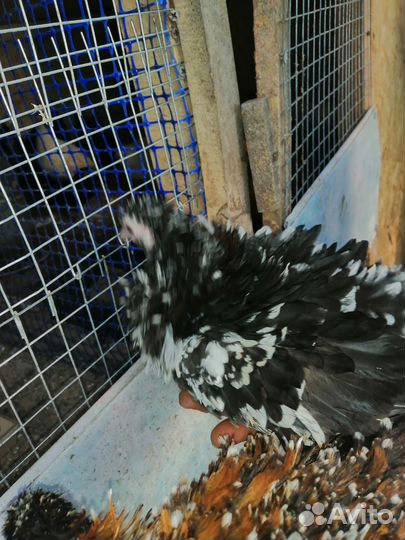 Шершетки, Цыплята, инкубационное яйцо