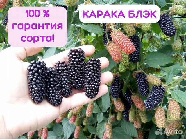 Ежевика карака блэк фото