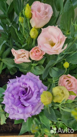 Эустома - готовые букеты