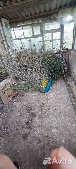 Павлины пара