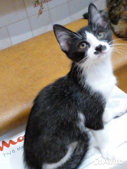 Кошка в добрые руки. Кошка-компаньон