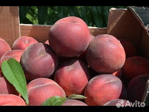 Саженцы персика Рэд Робин / Red Robine