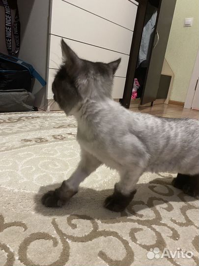 Кошечка бесплатно