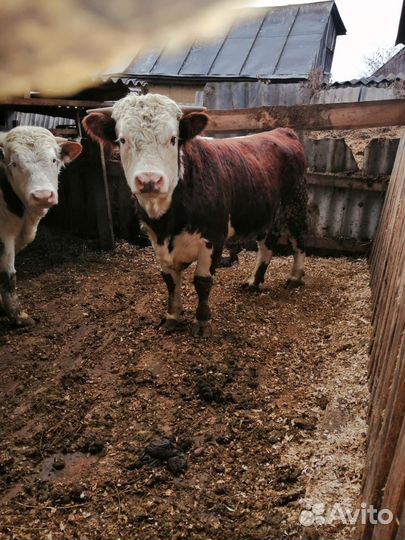 Быки герефорд на племя