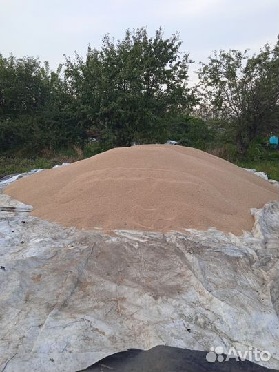 Зерно пшеница