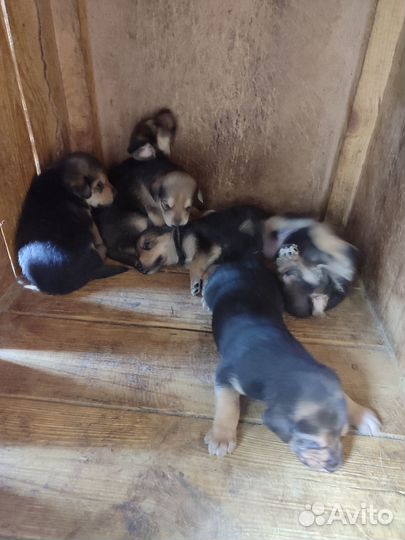 Продам щенков Русской гончей