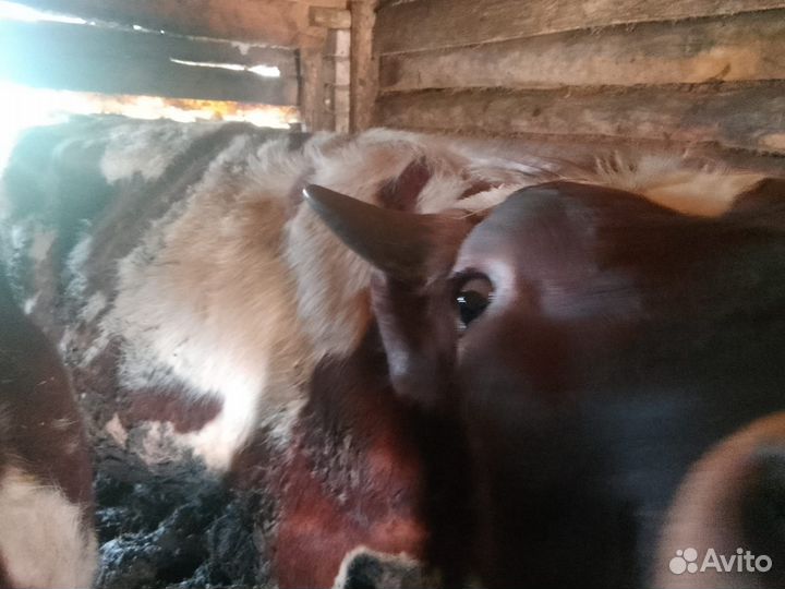 Продадим бычков