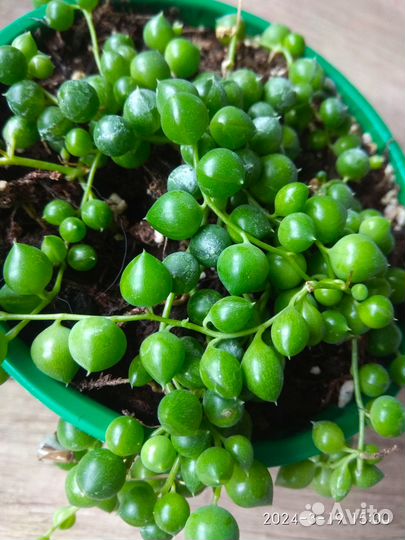 Крестовник Роули