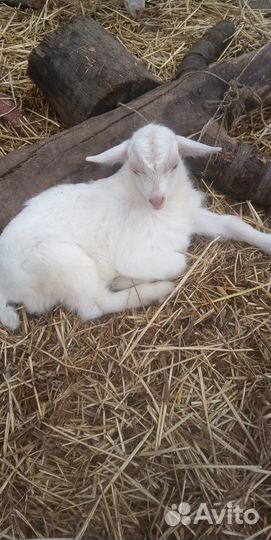 Козы и козлята