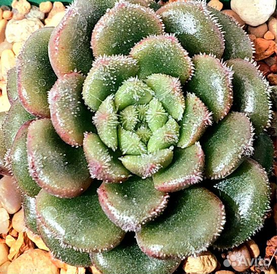 Детки корейских эхеверий, излишки