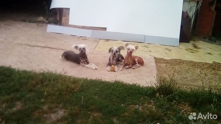 Китайская хохлатая