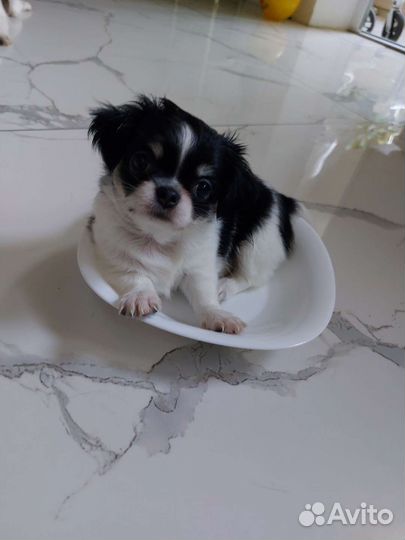 Чихуахуа малышка