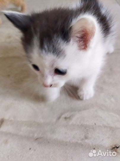 Кошки в добрые руки