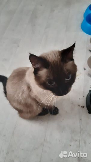 Кошечки в семью