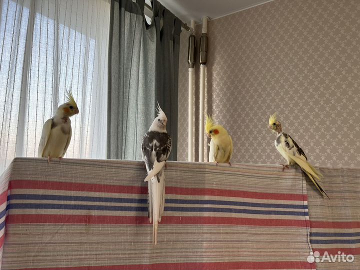 Попугай корелла