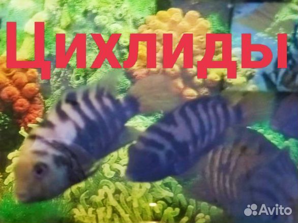 Рыбки для аквариума