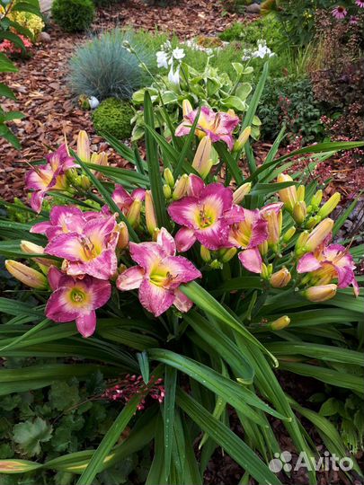 Лилейник сортовой