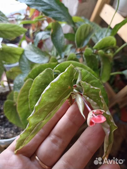 Бегония-кейн Альба-пикта