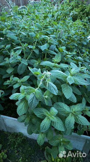 Мята садовая