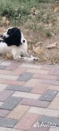 Русский спаниель