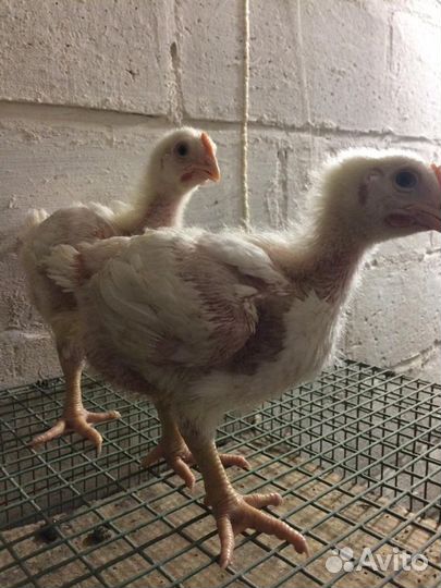 Утята подрощенные