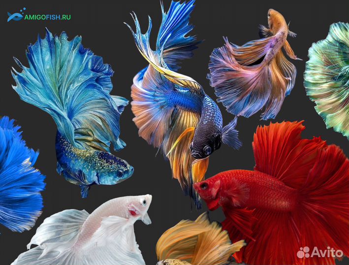 Рыбка петушок халфмун, супердельта, корона вуаль