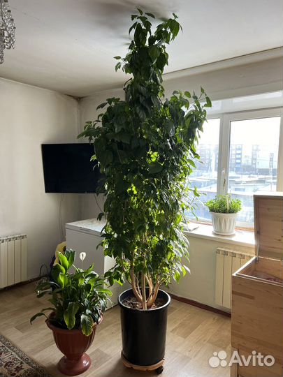 Китайская роза