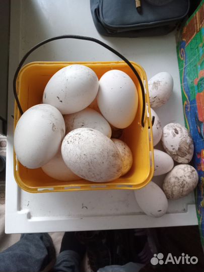 Яйцо гусиное инкубационные от120-160г