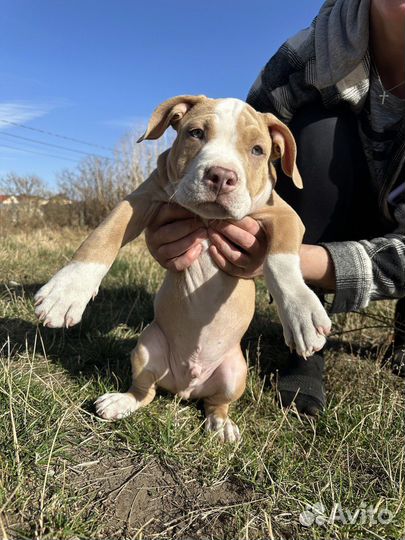 Продаются щенки