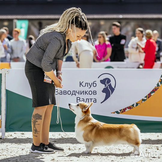 Вельш Корги Пемброк вязка