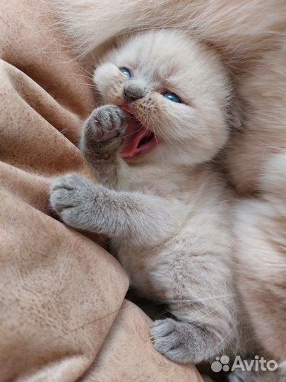 Шотландские котята