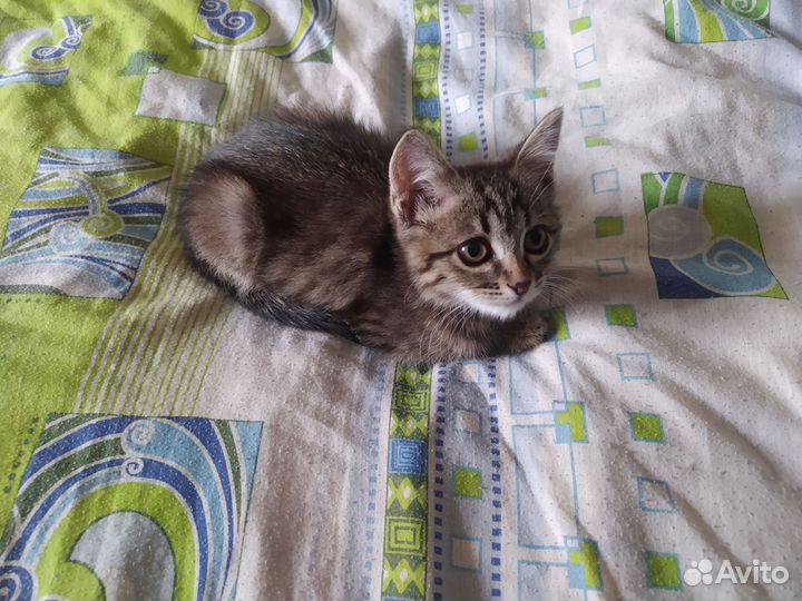 Кошка в дар бесплатно