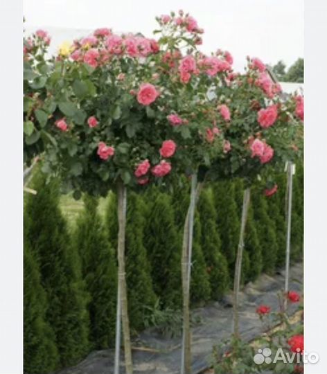 Штамбовые розы